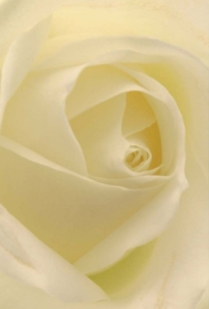 Drawn into the luminous heart of this exquisite white rose, crafted with precision for Brondesbury's discerning clientele, one notices layers of creamy petals unfurling in a polished spiral. Subtle gradations from pearl to gentle vanilla reflect the steady hand and experience of a florist who understands the language of flowers. Natural daylight, filtering quietly, enlivens each delicate fold, creating a soft interplay of shadow and brilliance that brings the rose's form to life. This bloom recalls the refined gardens found around Brondesbury, where serenity and elegance bloom side by side. The near-perfect geometry at its centre suggests renewal and hope, making the rose a versatile choice-equally fitting for heartfelt apologies, romantic gestures, or a centrepiece at a Brondesbury celebration. There is an unspoken fragrance-a clean, soothing note-that elevates the arrangement, while every petal hints at thoughtful artistry and timeless grace, reflecting the spirit and soul of Brondesbury itself.